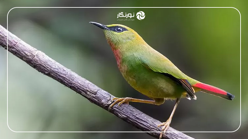 سوژه؛ قلب تپنده تصویر