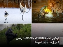نیکون Comedy Wildlife 2025