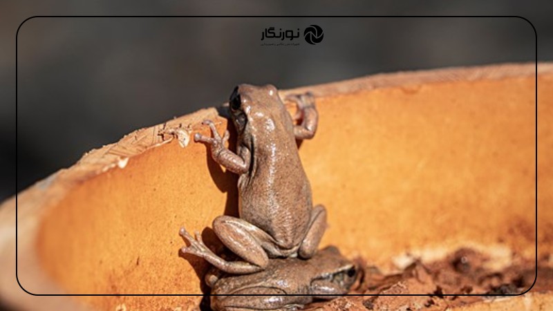 نگاهی به جوایز Comedy Wildlife نیکون ۲۰۲۵