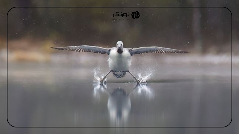 نیکون Comedy Wildlife