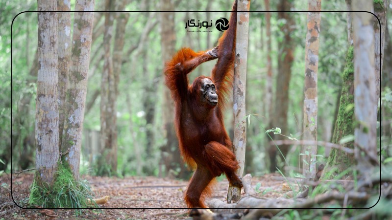 نیکون Comedy Wildlife : رقص گوریلها و آواز شیرها