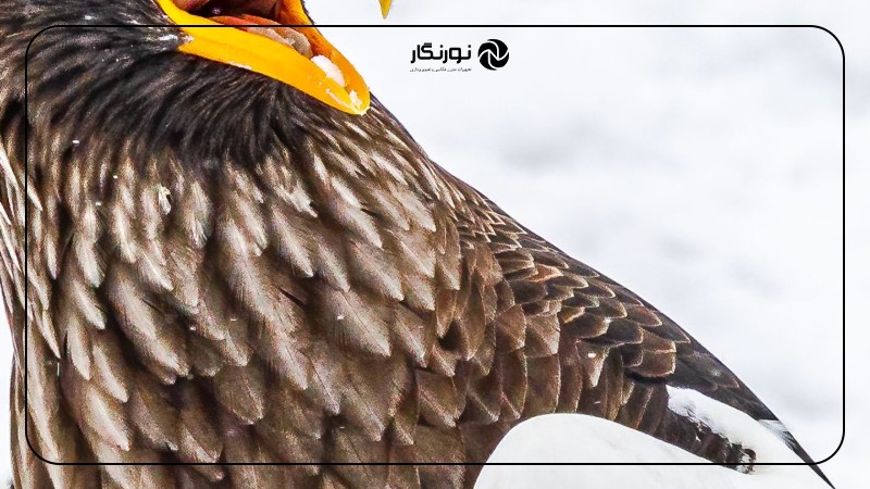 نیکون Comedy Wildlife: رقص گوریلها