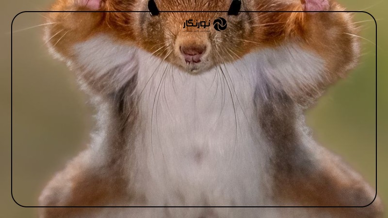 نیکون Comedy Wildlife 2025: آواز شیرها