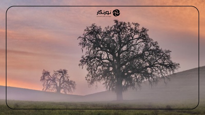 ترکیببندی مناسب در عکاسی از درختان