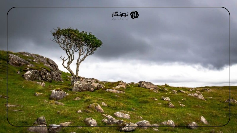 استفاده از لنز مناسب برای عکاسی از درختان