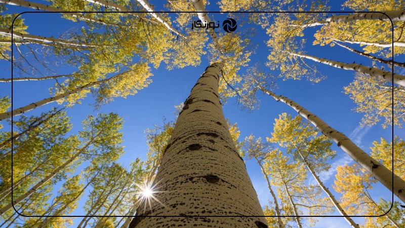 تنظیمات دوربین برای عکاسی از درختان