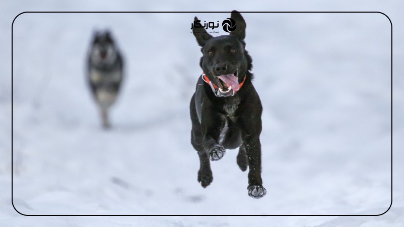 تصویر میانی ۳ - حالت پیاپی (Burst Mode): ثبت لحظههای ناب و اکشن