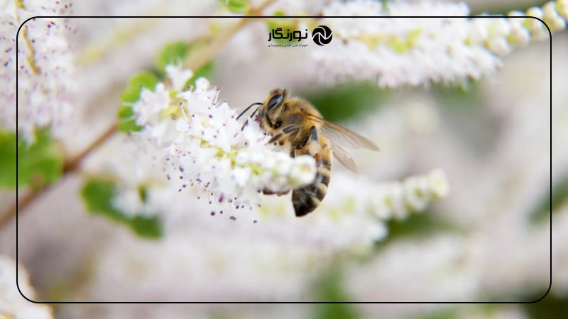 تصویر میانی ۹ - حالت پیاپی (Burst Mode): ثبت لحظههای ناب و اکشن