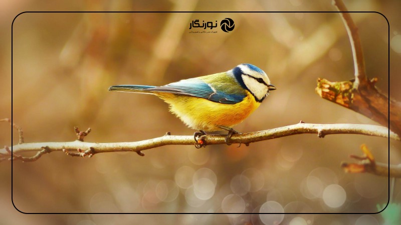 تصویر میانی ۲ - راهنمای جامع عکاسی از پرندگان برای مبتدیان: ثبت لحظات پرواز