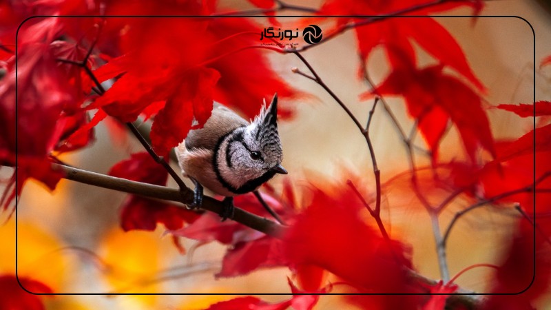 تصویر میانی ۳ - راهنمای جامع عکاسی از پرندگان برای مبتدیان: ثبت لحظات پرواز