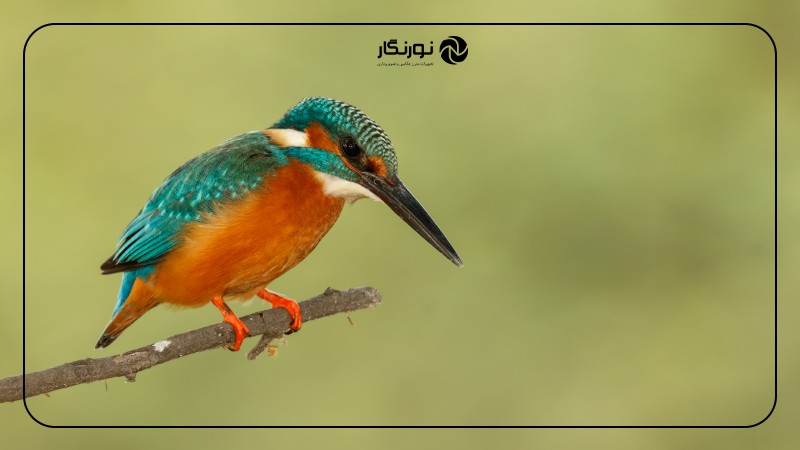 تصویر میانی ۴ - راهنمای جامع عکاسی از پرندگان برای مبتدیان: ثبت لحظات پرواز