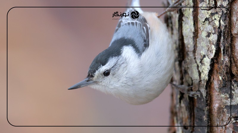 تصویر میانی ۶ - راهنمای جامع عکاسی از پرندگان برای مبتدیان: ثبت لحظات پرواز