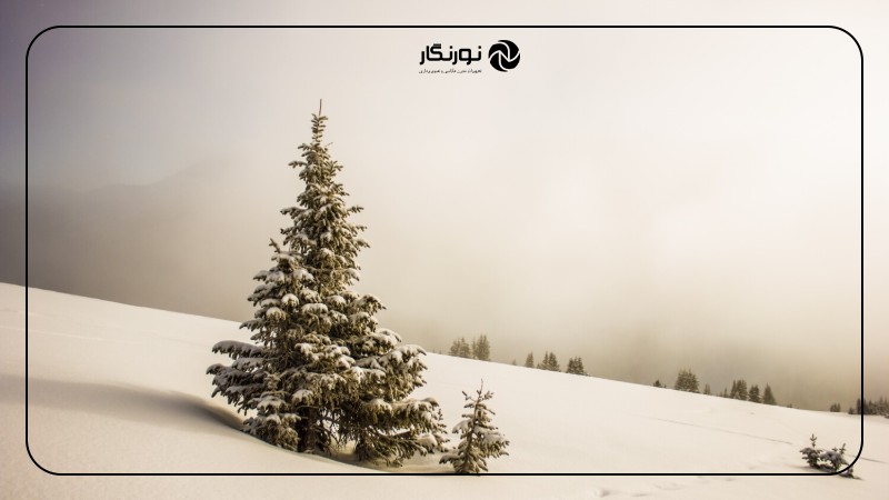 تصویر میانی ۴ - راهنمای جامع عکاسی از طبیعت و حیات وحش برای مبتدیان: خلق تصاویری ماندگار