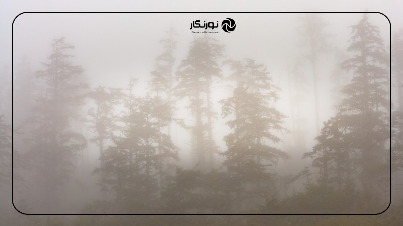 تصویر میانی ۶ - راهنمای جامع عکاسی از طبیعت و حیات وحش برای مبتدیان: خلق تصاویری ماندگار