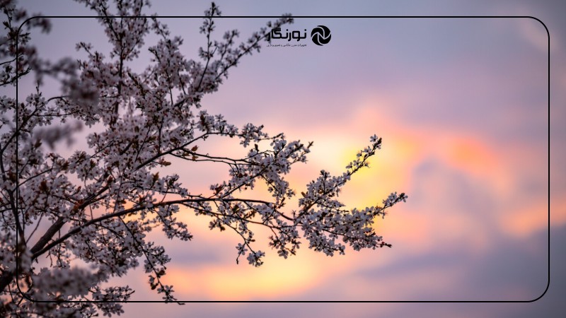 تصویر میانی ۷ - راهنمای جامع عکاسی از طبیعت و حیات وحش برای مبتدیان: خلق تصاویری ماندگار