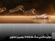 جوایز عکاسی سگ ها 2025