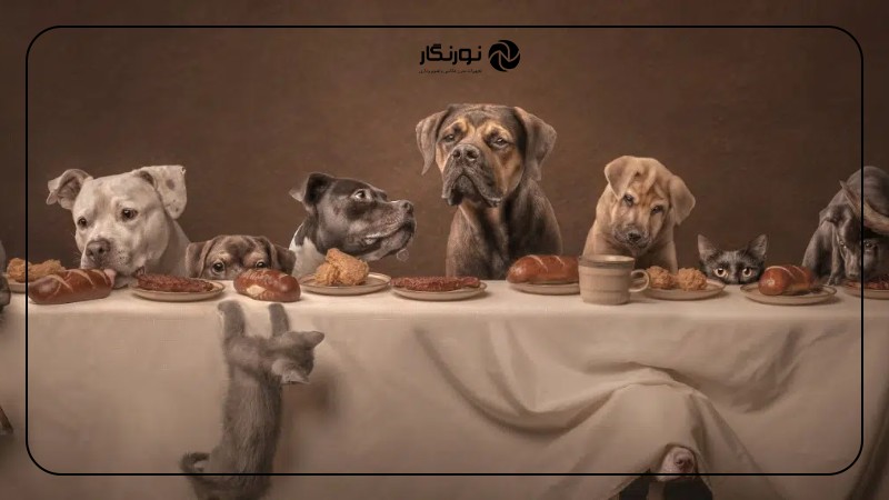 نحوه شرکت در جوایز عکاسی سگ ها