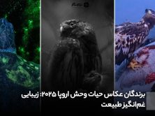 برندگان عکاس حیات وحش اروپا 2025