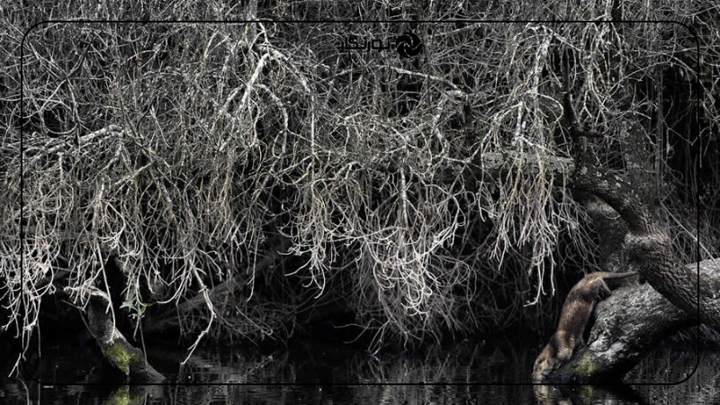 برندگان عکاس حیات وحش اروپا 2025: زیبایی غمانگیز طبیعت