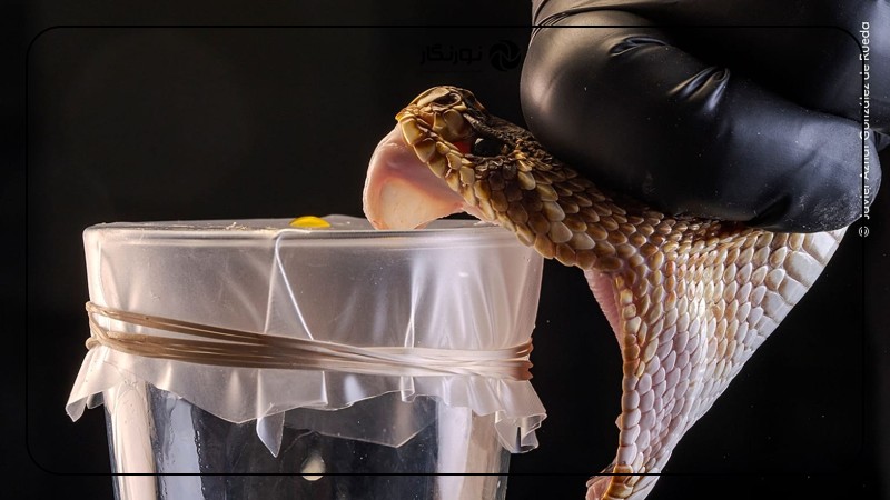 برندگان عکاس حیات وحش اروپا: زیبایی غمانگیز طبیعت