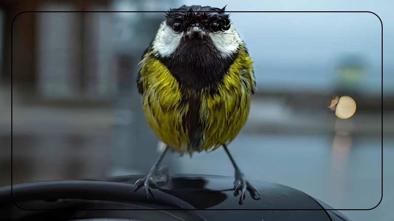 تأثیر عکاسی حیات وحش