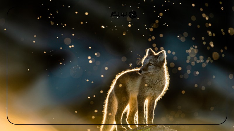 نکات مهم در عکاسی حیات وحش