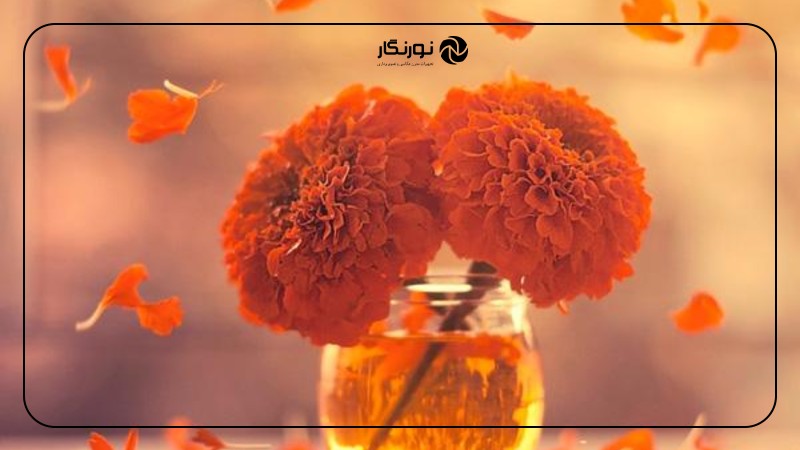 نورپردازی خلاقانه و ایجاد فضایی رویایی