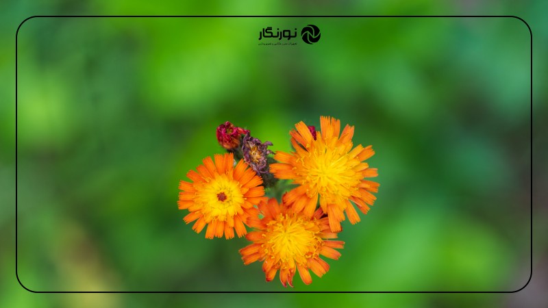 راهنمای خرید لنز ماکرو Sony G Master