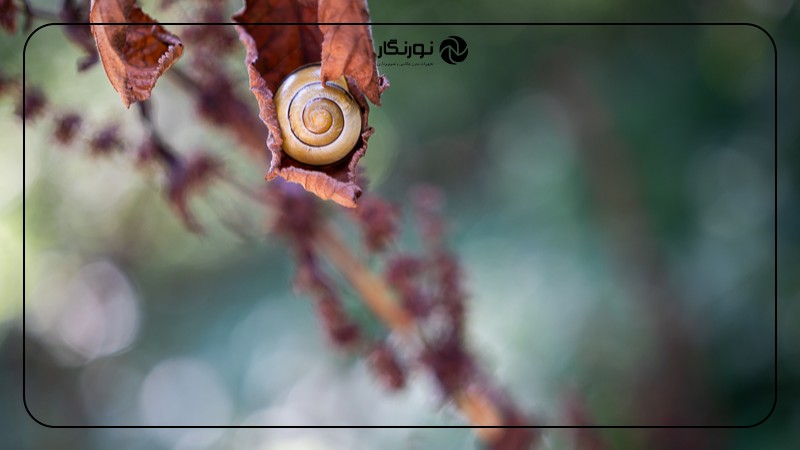 بررسی لنز ماکرو Sony G Master