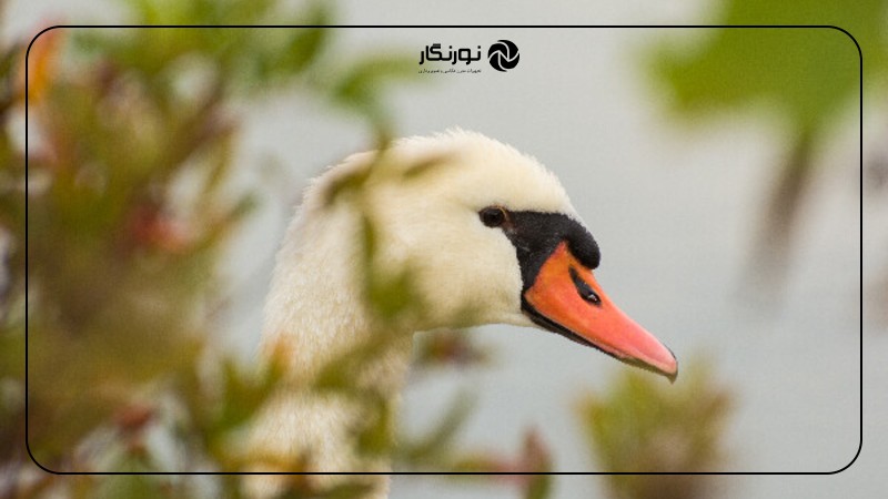 تصویر میانی ۹ - درک عمق میدان: راهنمای جامع برای عکاسان مبتدی