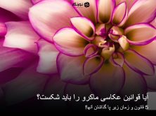 آیا قوانین عکاسی ماکرو را باید شکست؟