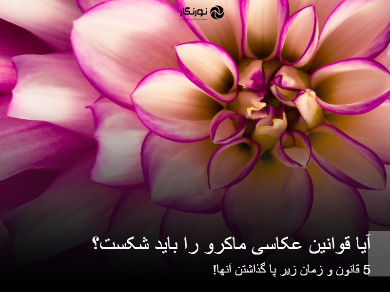 آیا قوانین عکاسی ماکرو را باید شکست؟ 5 قانون و زمان زیر پا گذاشتن آنها!