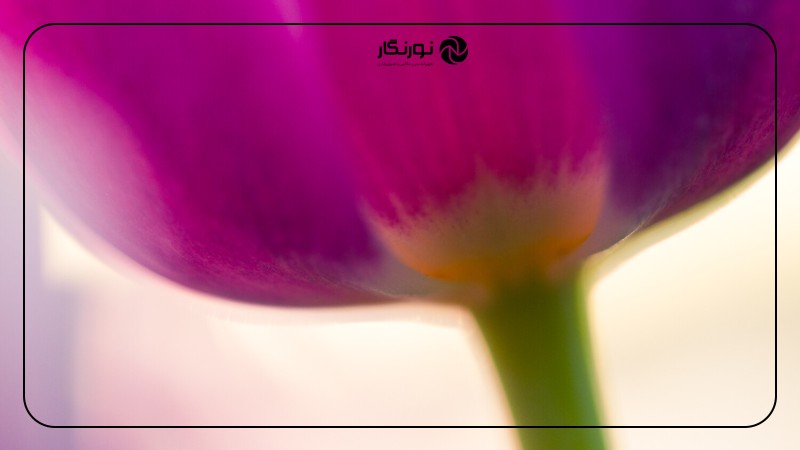 تصویر میانی ۲ - آیا قوانین عکاسی ماکرو را باید شکست؟ 5 قانون و زمان زیر پا گذاشتن آنها!