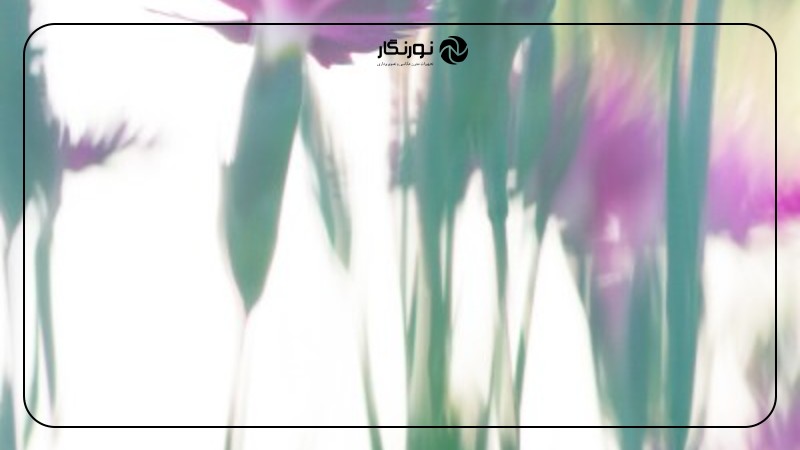 تصویر میانی ۳ - آیا قوانین عکاسی ماکرو را باید شکست؟ 5 قانون و زمان زیر پا گذاشتن آنها!