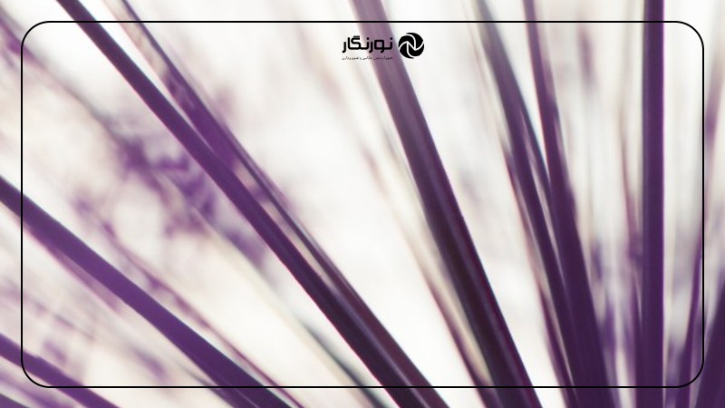 تصویر میانی ۵ - آیا قوانین عکاسی ماکرو را باید شکست؟ 5 قانون و زمان زیر پا گذاشتن آنها!