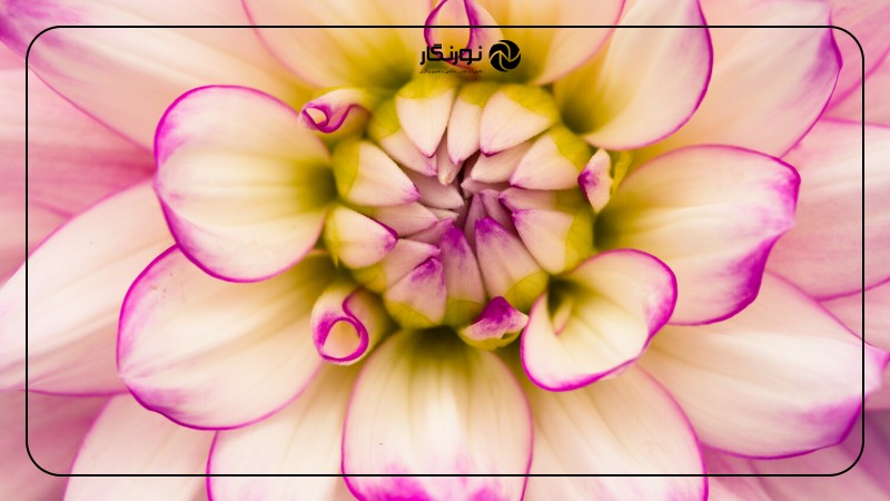 تصویر میانی ۶ - آیا قوانین عکاسی ماکرو را باید شکست؟ 5 قانون و زمان زیر پا گذاشتن آنها!