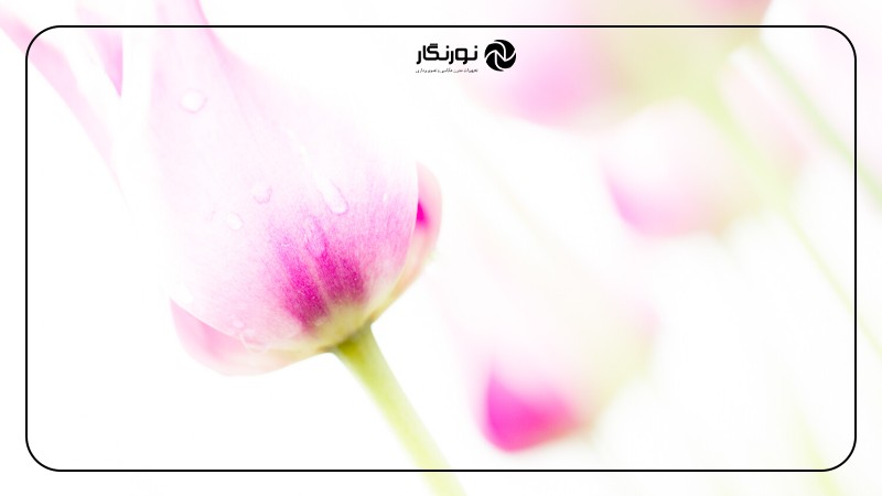 تصویر میانی ۷ - آیا قوانین عکاسی ماکرو را باید شکست؟ 5 قانون و زمان زیر پا گذاشتن آنها!