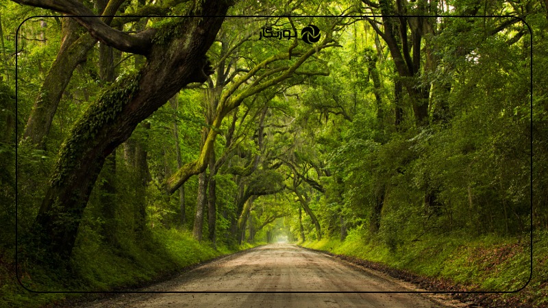 تصویر میانی ۲ - چرا عکسهات تار میشن؟ 4 دلیل اصلی و راه حلهای طلایی!