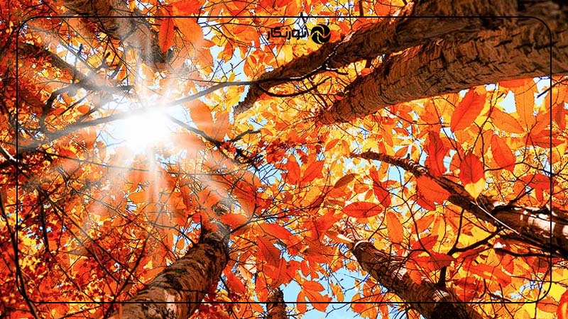 داوری و انتخاب برندگان چالش عکاسی پاییزی Fall Follies