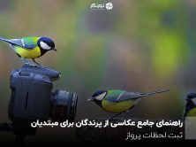 راهنمای جامع عکاسی از پرندگان برای مبتدیان