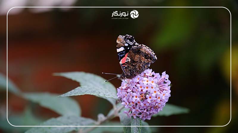 نشانه‌های زمان تعویض لنز کیت دوربین