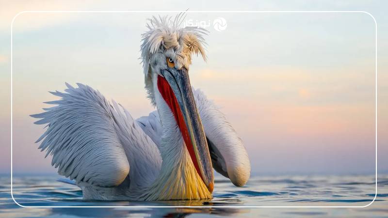 ۸ عکس برنده در دستههای مختلف، همگی با یک مدل دوربین ثبت شدهاند! این دوربین، پرچمدار پیشین کانن در دنیای بدون آینه فولفریم، یعنی Canon EOS R5 بود.