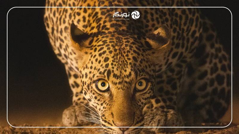 ۸ عکس برنده در دستههای مختلف، همگی با Canon EOS R5 ثبت شدهاند.