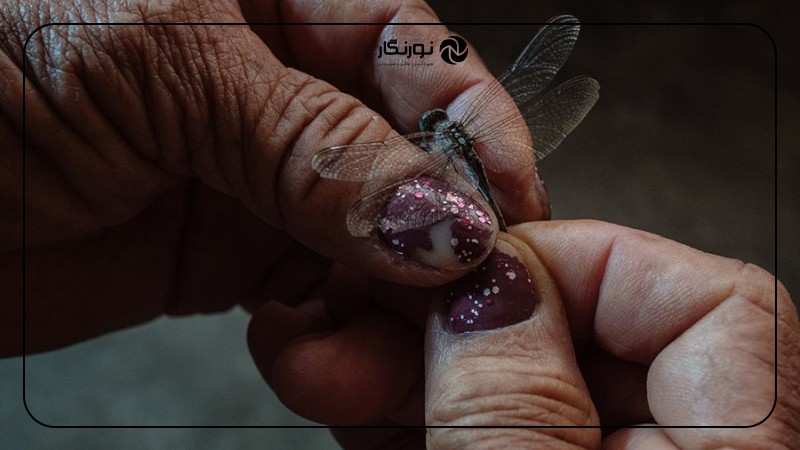 رویدادهای عکاسی 2025: هفتادمین سالگرد ورلدپرس فتو