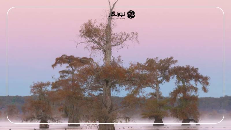 تصویر برنده بخش منظره، با نام «Blushing Lake» اثر Ridhima Singh