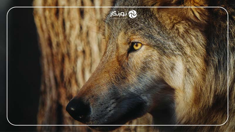 Pre-Capture و Speed Boost Sony a7 V