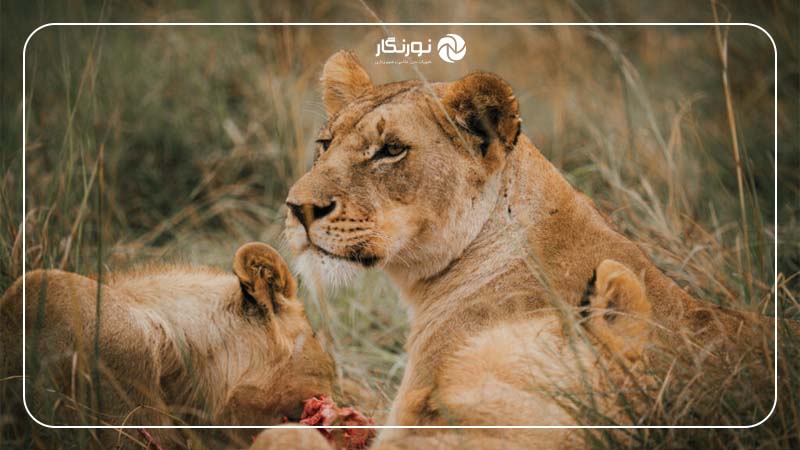 Sigma 150-600mm؛ لنزی کلیدی برای فیلم‌سازی حیات‌وحش