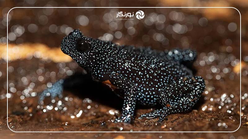 قورباغههای نادر و زیبای کهکشانی