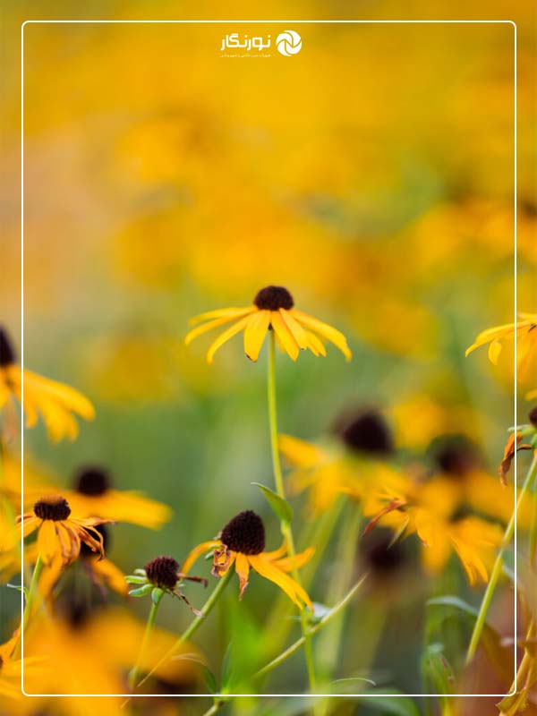بوکه نرم و جادویی لنز Sigma 135mm F1.4 DG Art