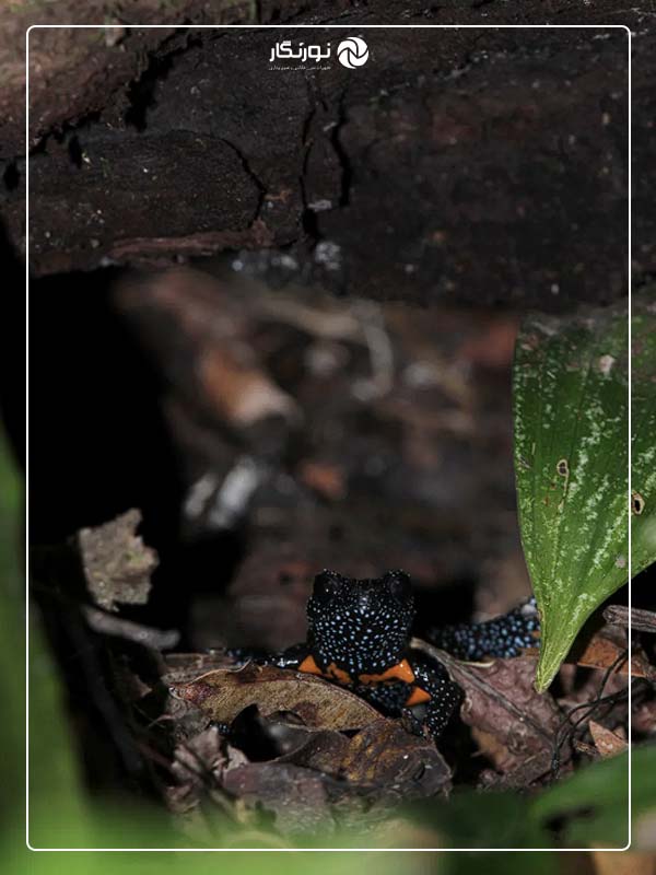 تهدید قورباغههای نادر و زیبای کهکشانی